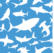 Albatross Youth Polo -  Sharks / Regatta